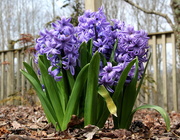 17th Mar 2020 - Hyacinth