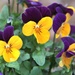 Pansies by calm