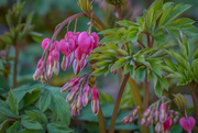 22nd Mar 2020 - Bleeding Hearts 