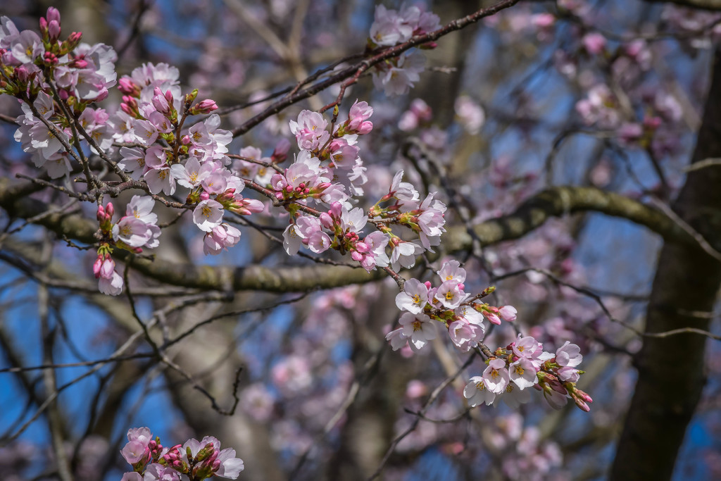 Cherry Blossoms  by marylandgirl58