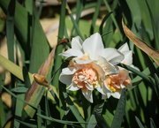 22nd Mar 2020 - Daffodils