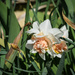 Daffodils by marylandgirl58