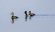 22nd Mar 2020 - Ring Necked Duck with Two Girl Friends 