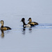 Ring Necked Duck with Two Girl Friends  by jgpittenger