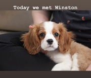 21st Jan 2020 - Winston- new addition