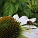 Bee by sandradavies