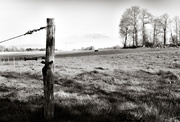 22nd Mar 2020 - Occasional Fence Post 36...