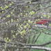 Blackgum Leaf Buds by sfeldphotos