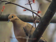 21st Mar 2020 - Mourning Dove at my Window