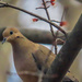 Mourning Dove at my Window by mzzhope