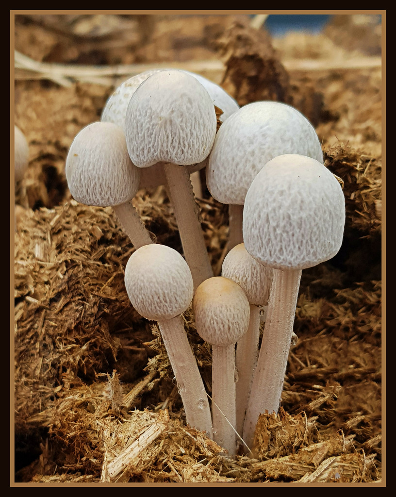 Fungi by rustymonkey