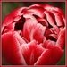 Gosh, Do I Have Tulips! by milaniet