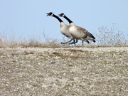 22nd Mar 2020 - goose-stepping