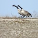 goose-stepping by amyk