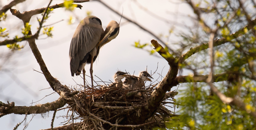 Blue Heron and Chicks! by rickster549
