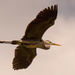 Blue Heron Passing Overhead! by rickster549