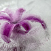 Frozen Hyacinth Flower by pdulis