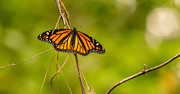 22nd Mar 2020 - My First Monarch for the Season!
