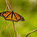 My First Monarch for the Season! by rickster549