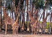 23rd Mar 2020 - Giraffes