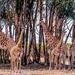 Giraffes by ludwigsdiana