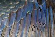 20th Mar 2020 - kingfisher blue