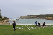 23rd Mar 2020 - The Pied Piper of Port Campbell