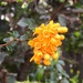 Orange Flowers by oldjosh