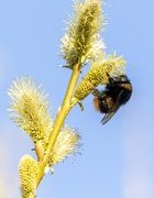 23rd Mar 2020 - Busy Bumble Bee