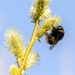 Busy Bumble Bee by shepherdmanswife