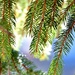Sunny Pine by lynnz
