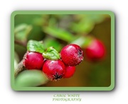 23rd Mar 2020 - Cotoneaster Berries