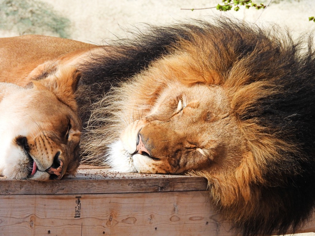Let Sleeping Lions Lie . . .  by janeandcharlie