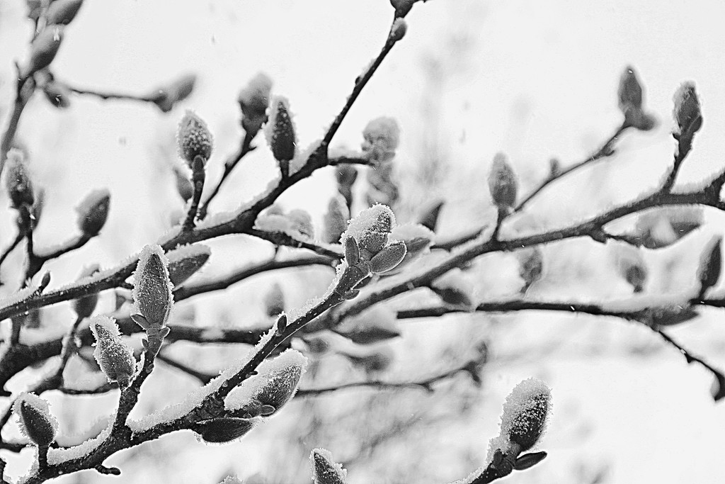 Spring Snow by lynnz