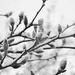 Spring Snow by lynnz