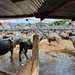 An Abundance of Buffaloes by will_wooderson