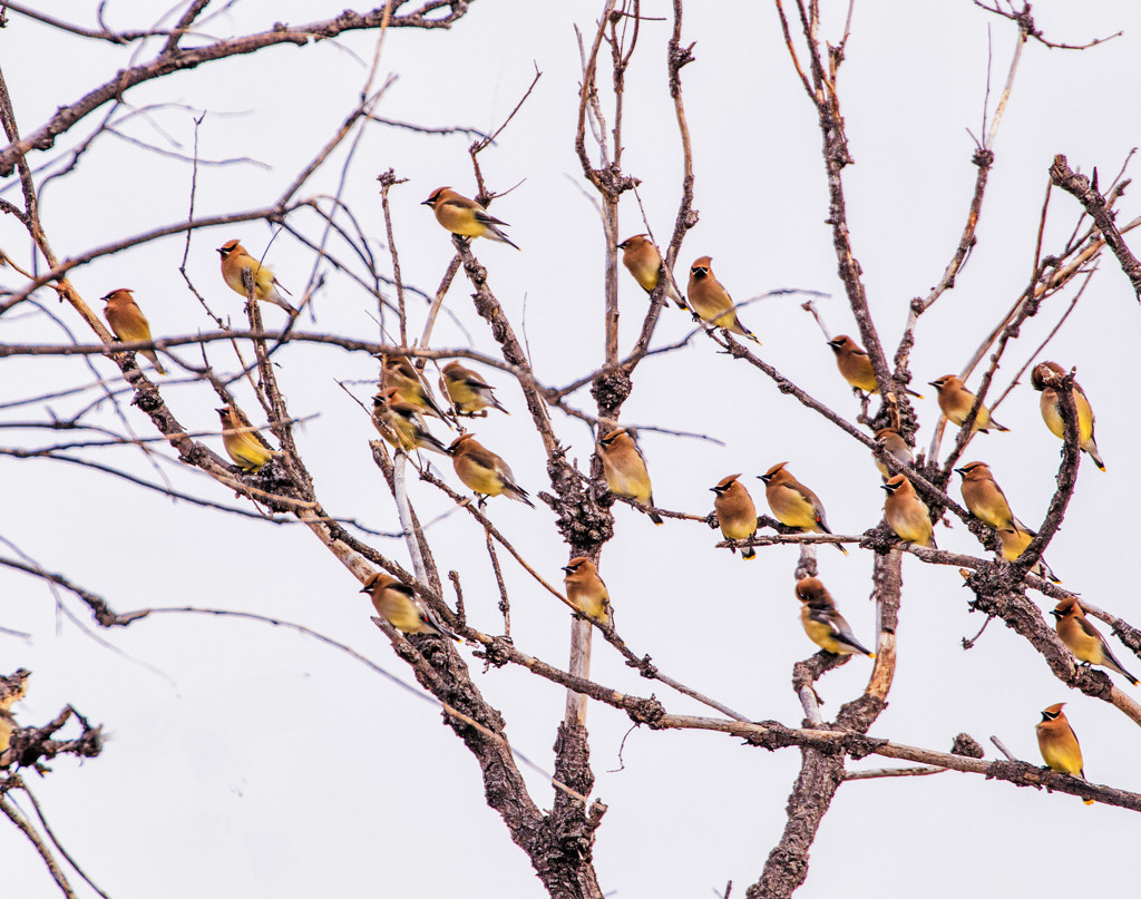 waxwings by aecasey