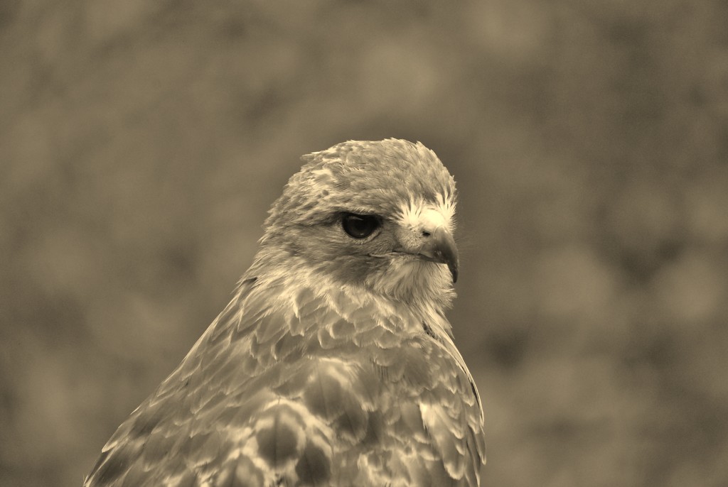Day 81: Handsome Hawk by jeanniec57