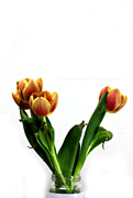 14th Mar 2020 - tulip social distancing