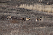 22nd Mar 2020 - Whitetail Deer