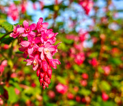 22nd Mar 2020 - Flowering Currant.