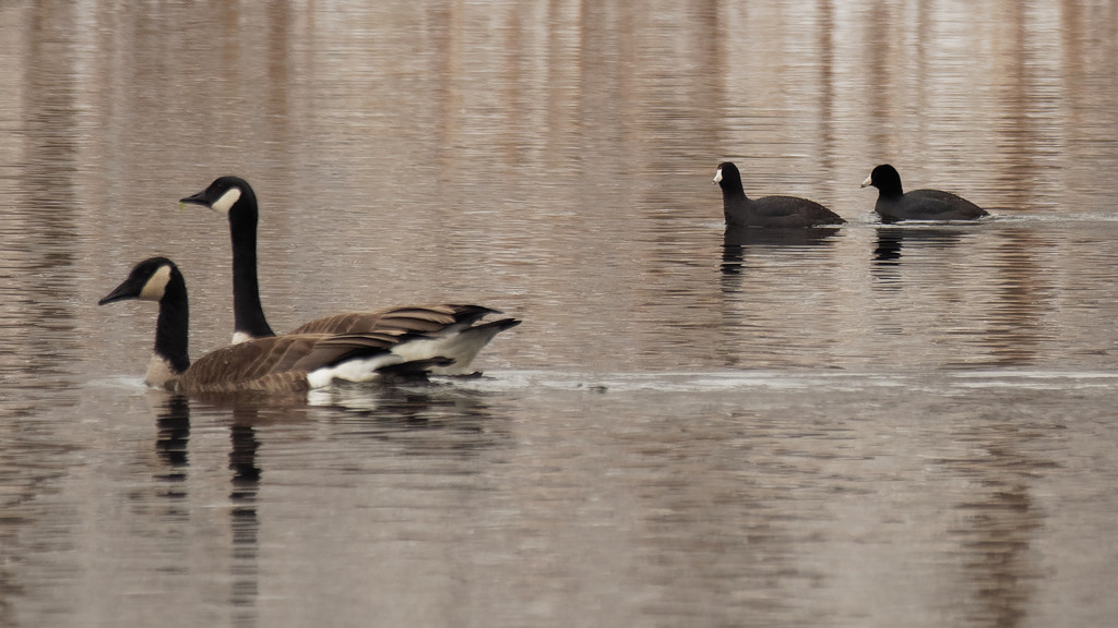 coots and geese by rminer