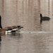 coots and geese by rminer