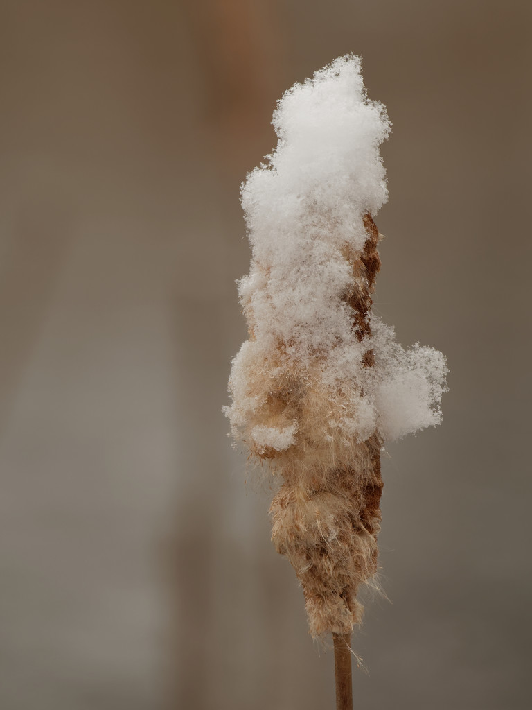 snow capped cattail by rminer