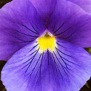 21st Mar 2020 - Purple Pansy For Spring