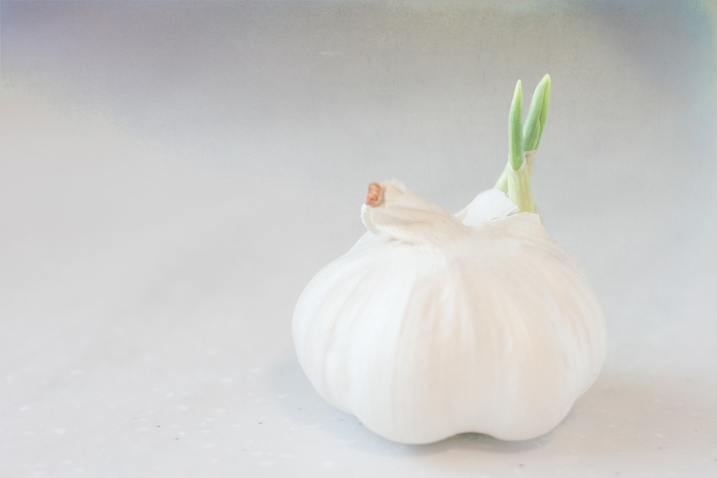 Garlic by 365karly1
