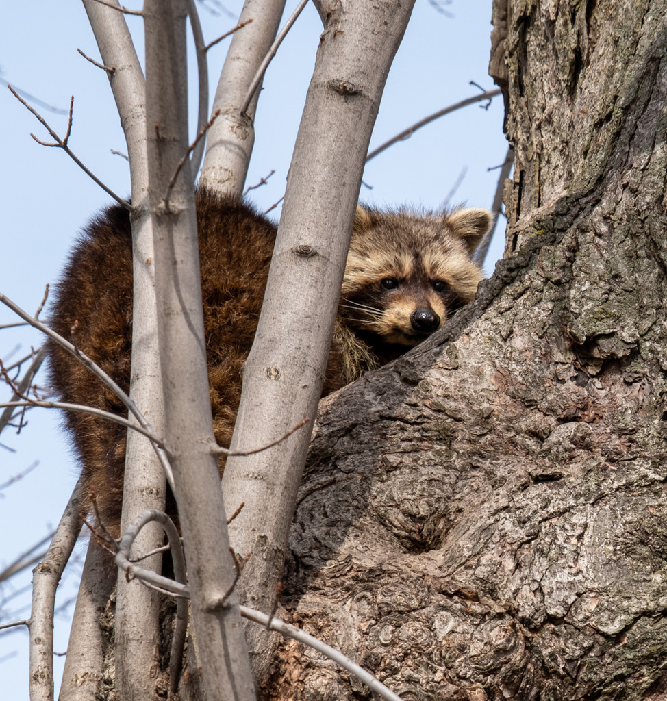 Raccoon up a tree  by sprphotos