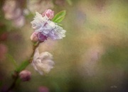 23rd Mar 2020 - Almond blossom 