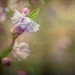 Almond blossom  by samae