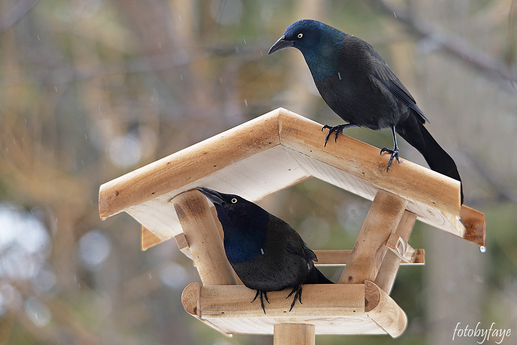 The Grackles are back by fayefaye